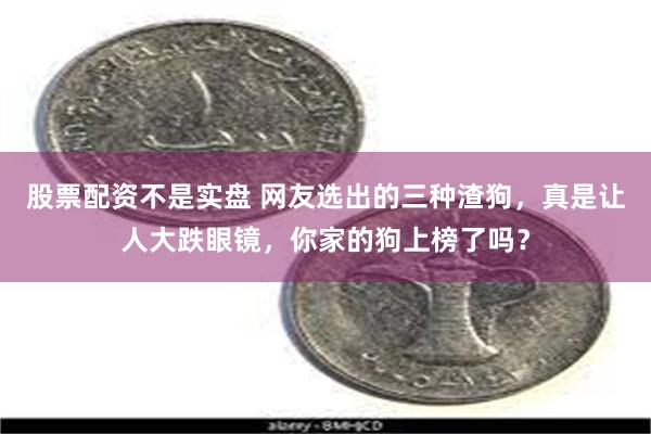 股票配资不是实盘 网友选出的三种渣狗，真是让人大跌眼镜，你家的狗上榜了吗？